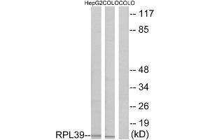 Western Blotting (WB) image for anti-Ribosomal Protein L39 (RPL39) (N-Term) antibody (ABIN1850638) (RPL39 Antikörper  (N-Term))