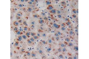IHC-P analysis of Human Tissue, with DAB staining. (Endonuclease G Antikörper  (AA 16-290))