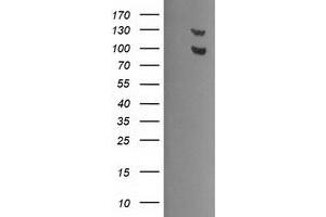 Image no. 8 for anti-Ubiquitin Specific Peptidase 7 (Herpes Virus-Associated) (USP7) antibody (ABIN1498595) (USP7 Antikörper)