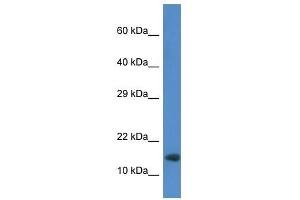 Western Blot showing Rnf122 antibody used at a concentration of 1. (RNF122 Antikörper  (Middle Region))