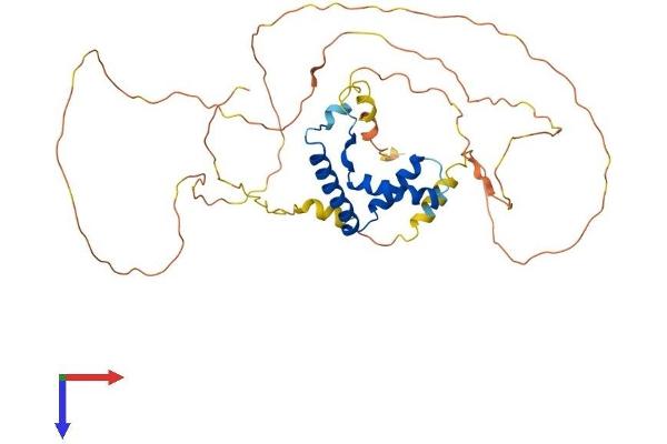 LEF1 Protein (AA 1-397) (His tag)