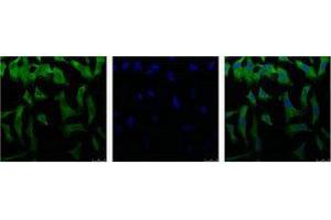 Immunofluorescence (IF) analysis of HeLa with antibody (Left) and DAPI (Right) diluted at 1:100. (EIF4A1 Antikörper)