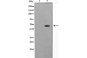 Western blot analysis on HepG2 cell lysate using STRAD Antibody,The lane on the left is treated with the antigen-specific peptide. (STRADA Antikörper  (Internal Region))