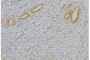 ABIN6276804 at 1/100 staining Human uterus tissue by IHC-P. (TAC1 Antikörper  (N-Term))