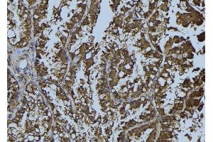 ABIN6268886 at 1/100 staining Mouse testis tissue by IHC-P. (Connexin 43/GJA1 Antikörper  (C-Term))
