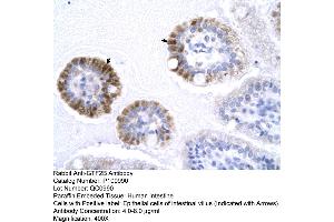 Human Intestine (GTF2B Antikörper  (N-Term))