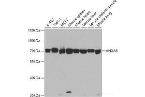 Western blot analysis of extracts of various cell lines using ANXA6 Polyclonal Antibody at dilution of 1:1000. (ANXA6 Antikörper)