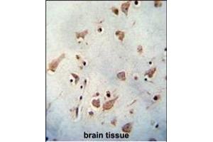 WDR48 antibody (C-term) (ABIN654462 and ABIN2844195) immunohistochemistry analysis in formalin fixed and paraffin embedded human brain tissue followed by peroxidase conjugation of the secondary antibody and DAB staining. (WDR48 Antikörper  (C-Term))