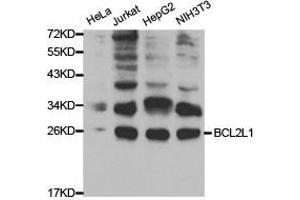 Western Blotting (WB) image for anti-BCL2-Like 1 (BCL2L1) antibody (ABIN1871254)