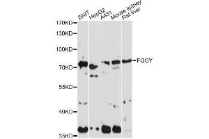 Western blot analysis of extracts of various cell lines, using FGGY antibody. (FGGY Antikörper)