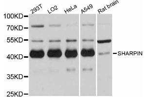 Western blot analysis of extracts of various cell lines, using SHARPIN antibody. (SHARPIN Antikörper)