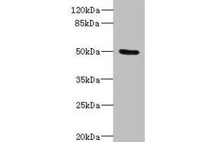 Western blot All lanes: PTPN18 antibody IgG at 2. (PTPN18 Antikörper  (AA 1-210))