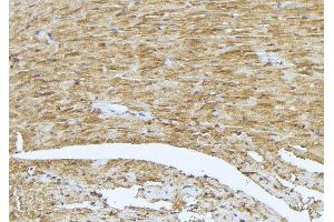 ABIN6273402 at 1/100 staining Mouse muscle tissue by IHC-P. (TCAP Antikörper  (N-Term))
