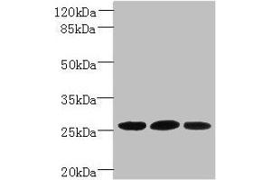 Western blot All lanes: Plet1 antibody at 5 μg/mL Lane 1: L929 whole cell lysate Lane 2: U251 whole cell lysate Lane 3: Mouse muscle tissue Secondary Goat polyclonal to rabbit IgG at 1/10000 dilution Predicted band size: 26, 21 kDa Observed band size: 26 kDa (Plet1 Antikörper  (AA 28-218))