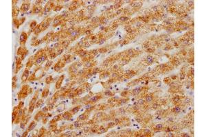 IHC image of ABIN7155996 diluted at 1:200 and staining in paraffin-embedded human liver tissue performed on a Leica BondTM system. (HMGCL Antikörper  (AA 28-325))
