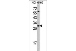 Western blot analysis of SFRS5 antibody (Center Y85) (ABIN390554 and ABIN2840889) in NCI- cell line lysates (35 μg/lane). (SRSF5 Antikörper  (AA 70-97))