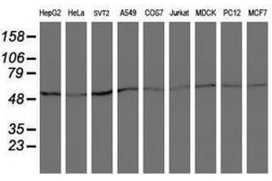 Image no. 2 for anti-Archain 1 (ARCN1) antibody (ABIN1497572) (ARCN1 Antikörper)