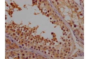 IHC image of ABIN7161793 diluted at 1:100 and staining in paraffin-embedded human testis tissue performed on a Leica BondTM system. (NFAT1 Antikörper  (AA 210-440))