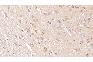 Detection of NRGN in Human Cerebrum Tissue using Monoclonal Antibody to Neurogranin (NRGN) (Neurogranin Antikörper  (AA 1-67))