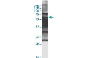 SPZ1 monoclonal antibody (M08), clone 3D12. (SPZ1 Antikörper  (AA 1-430))