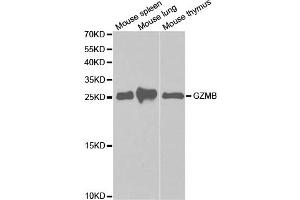 Western Blotting (WB) image for anti-Granzyme B (GZMB) antibody (ABIN1875446) (GZMB Antikörper)