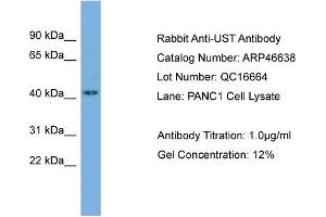 WB Suggested Anti-UST  Antibody Titration: 0.