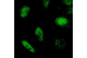 Immunofluorescence (IF) image for anti-REST Corepressor 3 (RCOR3) (AA 445-495) antibody (ABIN7449047) (RCOR3 Antikörper  (AA 445-495))