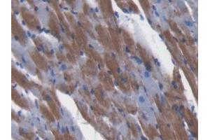 Immunohistochemistry (IHC) image for anti-Glutaredoxin 3 (GLRX3) (AA 73-320) antibody (ABIN7443266)