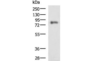 Western blot analysis of HepG2 cell lysate using PRKCSH Polyclonal Antibody at dilution of 1:1350 (PRKCSH Antikörper)