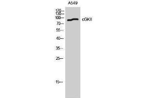 Western Blotting (WB) image for anti-Protein Kinase, CGMP-Dependent, Type II (PRKG2) (Ser363), (Thr359) antibody (ABIN3174374) (PRKG2 Antikörper  (Ser363, Thr359))