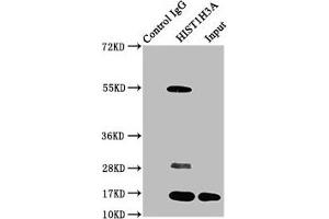 Immunoprecipitating HIST1H3A in HepG2 whole cell lysate (treated with 30 mM sodium butyrate for 4h) Lane 1: Rabbit control IgG instead of ABIN7139182 in HepG2 whole cell lysate (treated with 30 mM sodium butyrate for 4h). (HIST1H3A Antikörper  (acLys4))