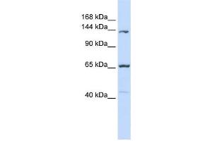Western Blotting (WB) image for anti-Protocadherin 12 (PCDH12) antibody (ABIN2459088) (PCDH12 Antikörper)
