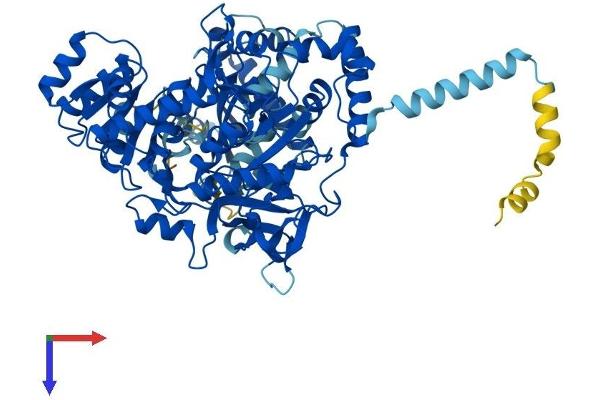 ACSL1 Protein (AA 1-699) (His tag)