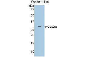 Western Blotting (WB) image for anti-CD40 Ligand (CD40LG) (AA 111-261) antibody (ABIN1858308) (CD40 Ligand Antikörper  (AA 111-261))