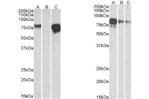 Left Panel: -1. (Rekombinanter Myc Tag Antikörper  (AA 408-439))
