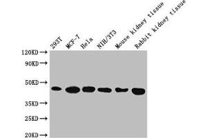 Western Blot Positive WB detected in: 293T whole cell lysate, MCF-7 whole cell lysate, Hela whole cell lysate, NIH/3T3 whole cell lysate, Mouse kidney tissue, Rabbit kidney tissue All lanes: ACTB antibody at 1:5000 Secondary Goat polyclonal to mouse IgG at 1/50000 dilution Predicted band size: 42 KDa Observed band size: 42 KDa Exposure time: 5 min
