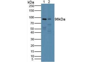 Figure. (PTPRN Antikörper  (AA 35-185))