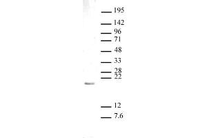 Histone H3 monomethyl Lys27 antibody (pAb) tested by Western blot. (Histone 3 Antikörper  (meLys27))
