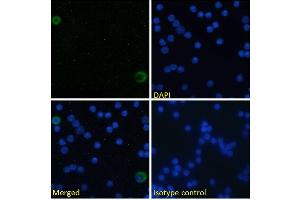 Immunofluorescence staining of fixed mouse splenocytes with anti-ICOSL (inducible T-cell costimulator ligand) antibody HK5. (Rekombinanter ICOSLG Antikörper)