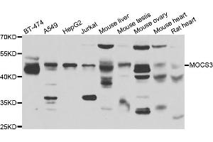 Western blot analysis of extracts of various cell lines, using MOCS3 antibody. (MOCS3 Antikörper)