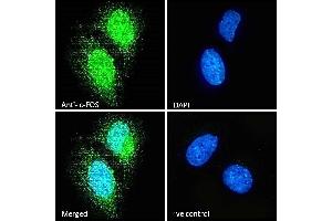 Immunofluorescence (IF) image for anti-c-Fos (c-Fos) (AA 283-295) antibody (ABIN5539622)