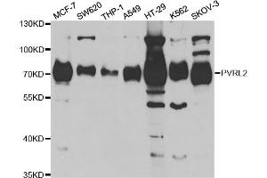 Western blot analysis of extracts of various cell lines, using PVRL2 antibody (ABIN5973114) at 1/1000 dilution. (PVRL2 Antikörper)