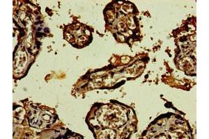 Immunohistochemistry of paraffin-embedded human placenta tissue using ABIN7148979 at dilution of 1:100 (CST9L Antikörper  (AA 29-147))