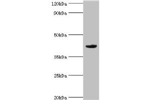 Western blot All lanes: Mortality factor 4-like protein 1 antibody at 2 μg/mL + A549 whole cell lysate Secondary Goat polyclonal to rabbit IgG at 1/10000 dilution Predicted band size: 42, 38, 27 kDa Observed band size: 42 kDa (MORF4L1 Antikörper  (AA 1-100))