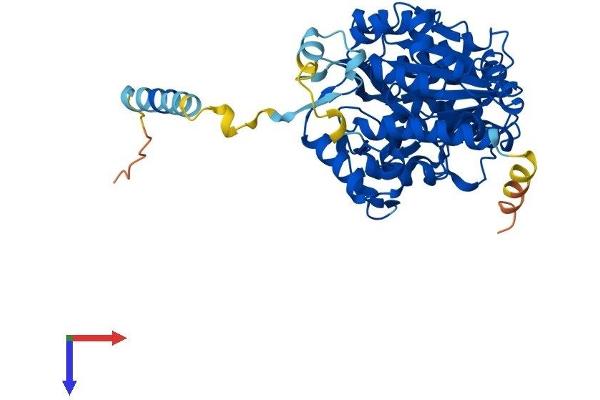 GCNT4 Protein (AA 1-453) (His tag)