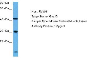 Host: Mouse Target Name: GNA13 Sample Tissue: Mouse Skeletal Muscle Antibody Dilution: 1ug/ml (GNA13 Antikörper  (N-Term))