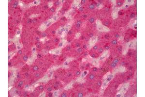 Anti-F9 / Factor IX antibody IHC of human liver. (Coagulation Factor IX Antikörper)