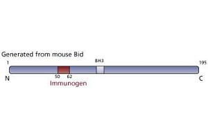 Image no. 1 for anti-BH3 Interacting Domain Death Agonist (BID) (AA 50-62) antibody (ABIN968577) (BID Antikörper  (AA 50-62))