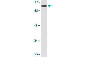 Western blot analysis of 293 cell lysate with CSE1L polyclonal antibody .