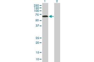 Western Blot analysis of KLC4 expression in transfected 293T cell line by KLC4 MaxPab polyclonal antibody. (KLC4 Antikörper  (AA 1-619))